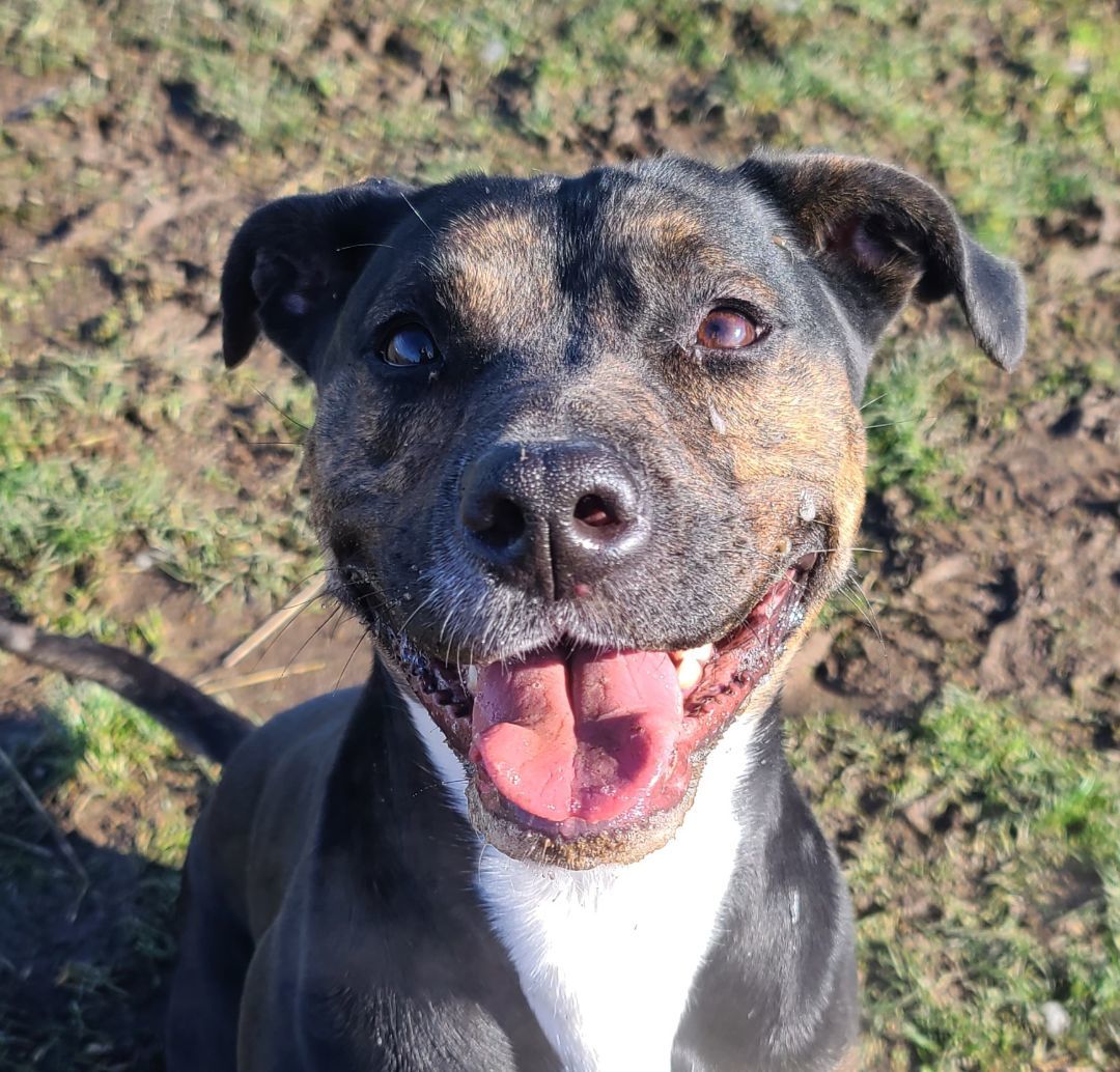 adoptable Dog in Longview, WA named Poppy