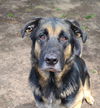 adoptable Dog in Longview, WA named Hanzo