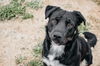 adoptable Dog in Longview, WA named Bear