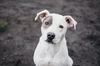 adoptable Dog in Longview, WA named Mazey