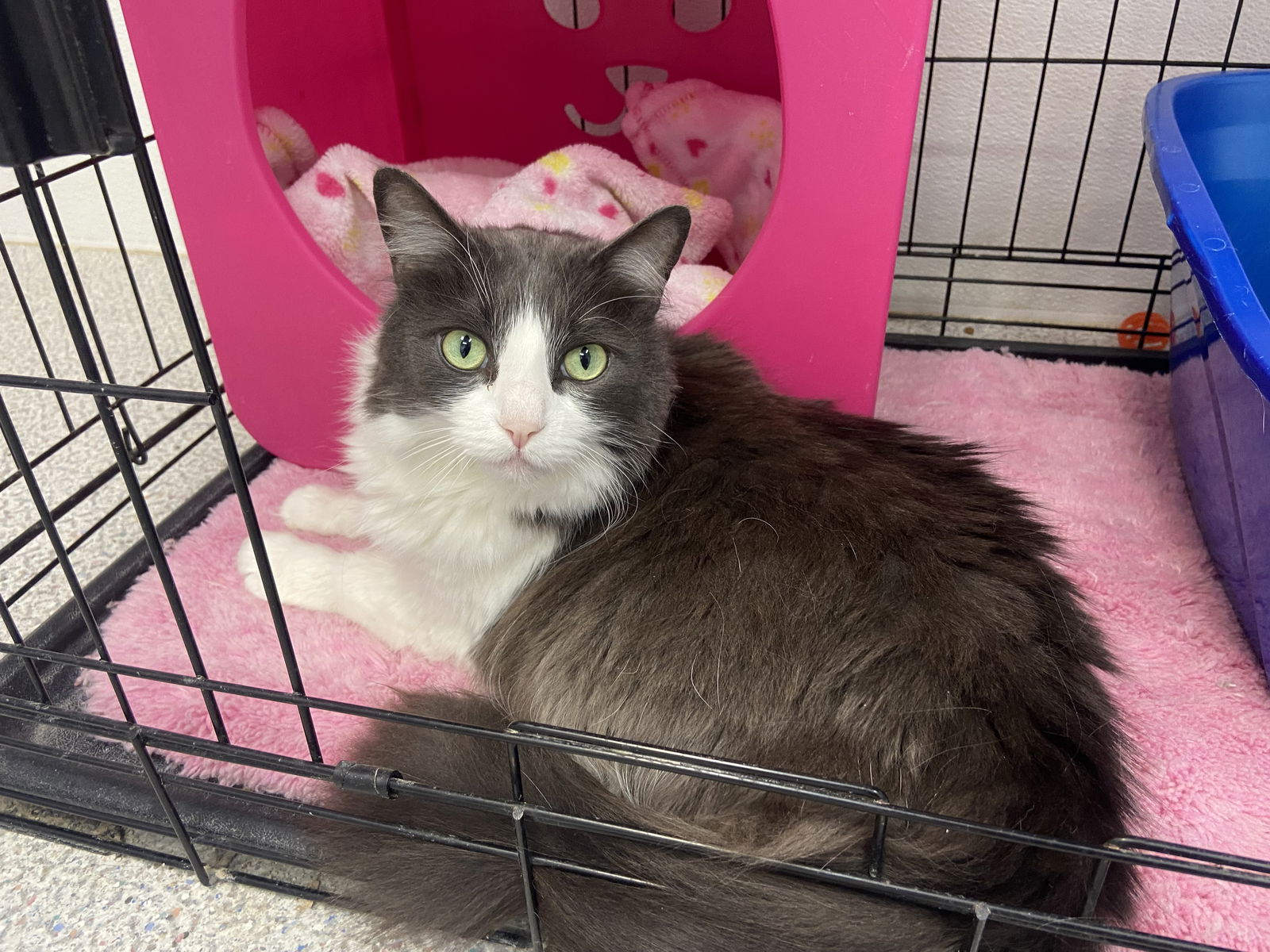 adoptable Cat in Longview, WA named Taz