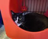 adoptable Cat in Longview, WA named Cosmos