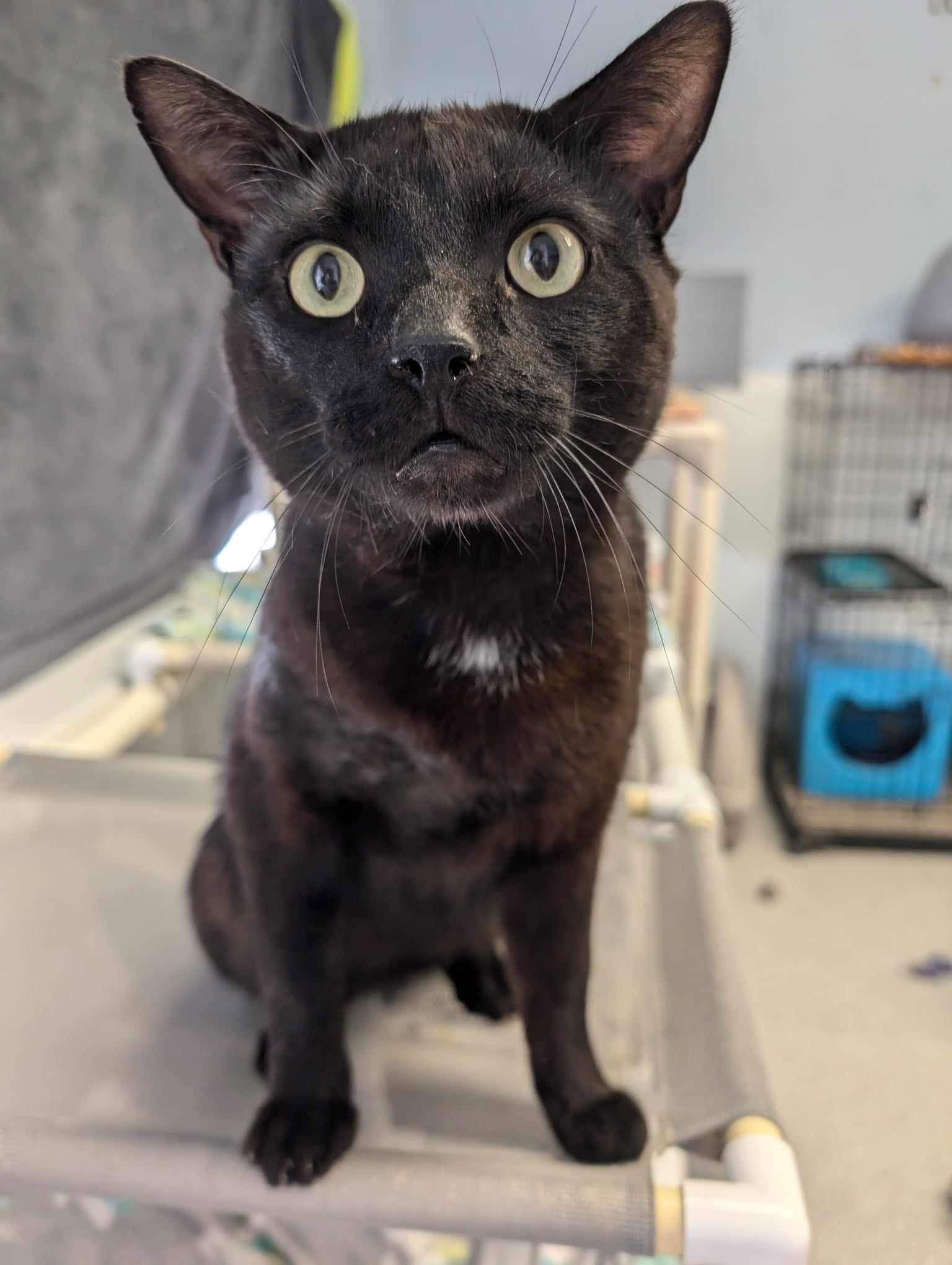 adoptable Cat in Longview, WA named Eli