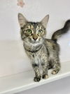 adoptable Cat in  named Junie B