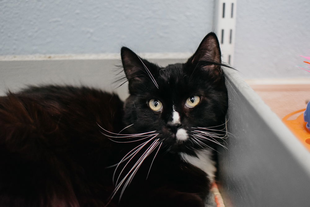 adoptable Cat in Longview, WA named Darby