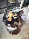 adoptable Cat in Santa Cruz, CA named Callie