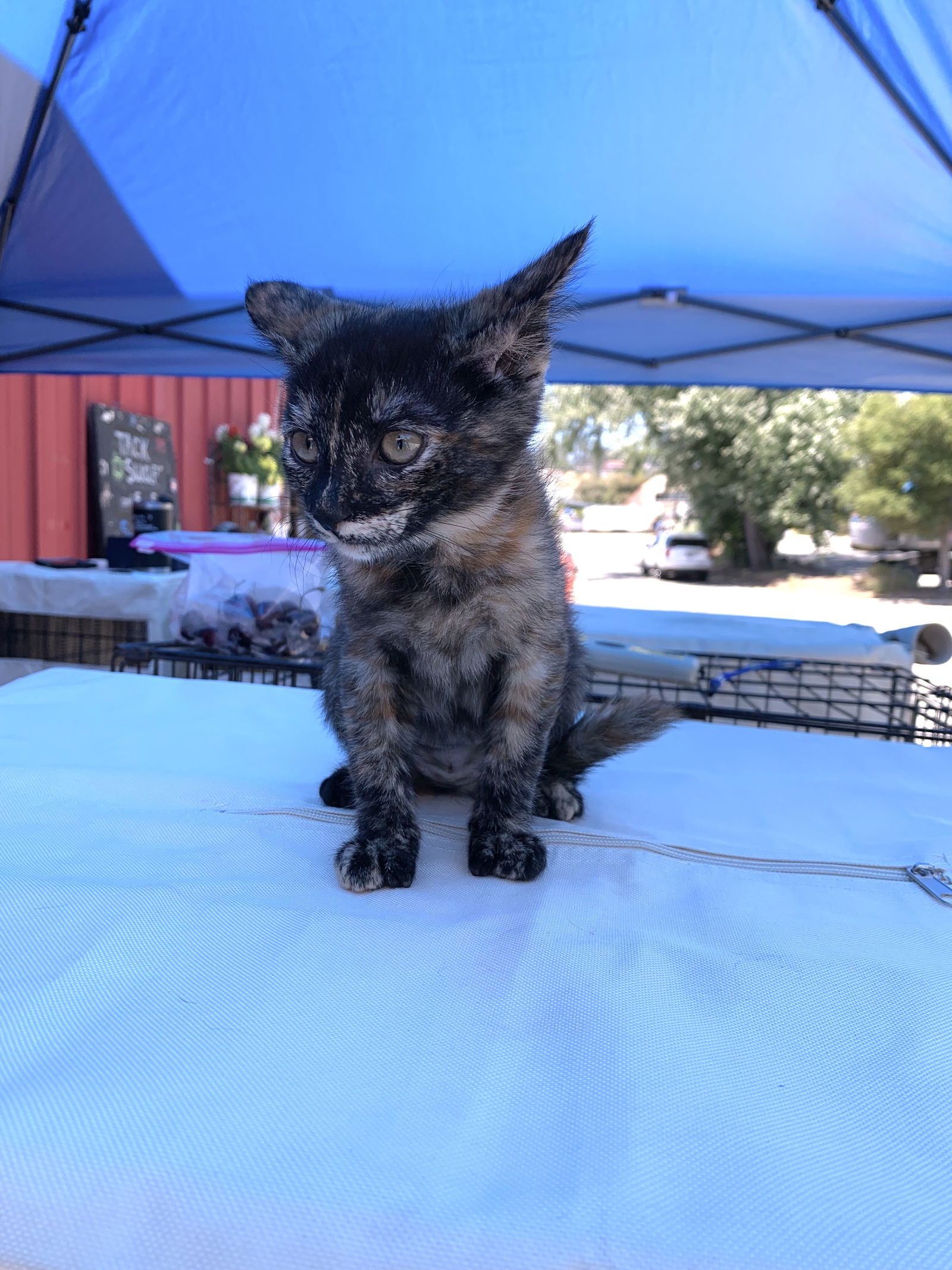 adoptable Cat in Santa Cruz, CA named Lilly