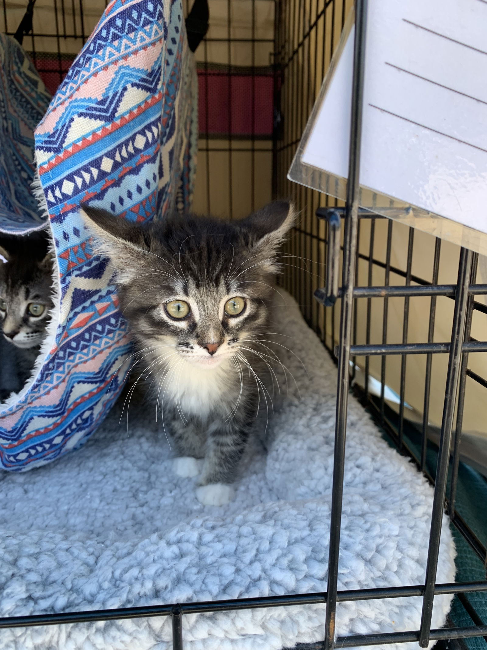 adoptable Cat in Santa Cruz, CA named Elsa