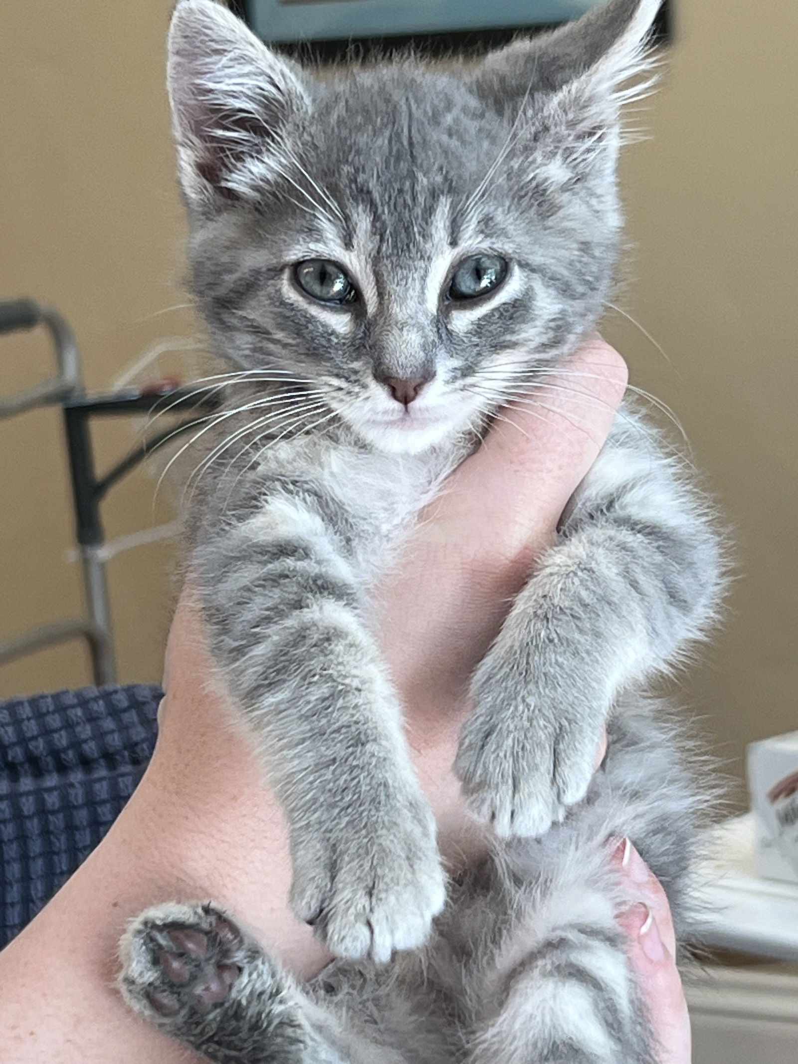 adoptable Cat in Santa Cruz, CA named Zeze