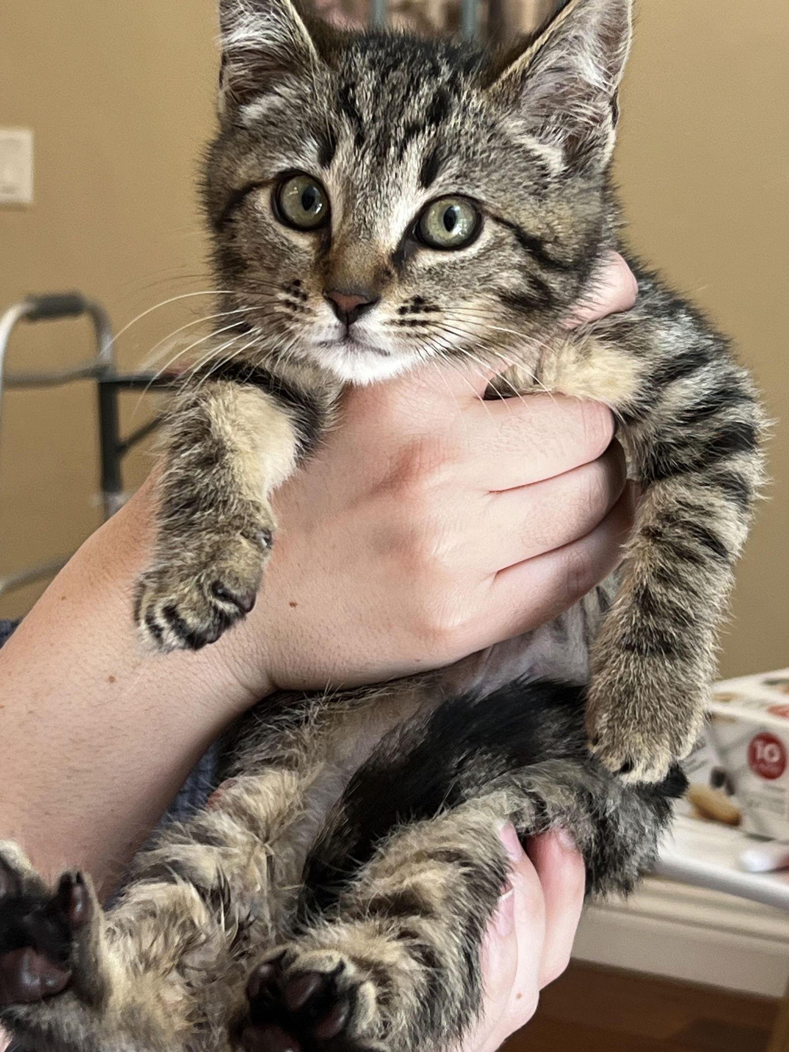 adoptable Cat in Santa Cruz, CA named Buggy