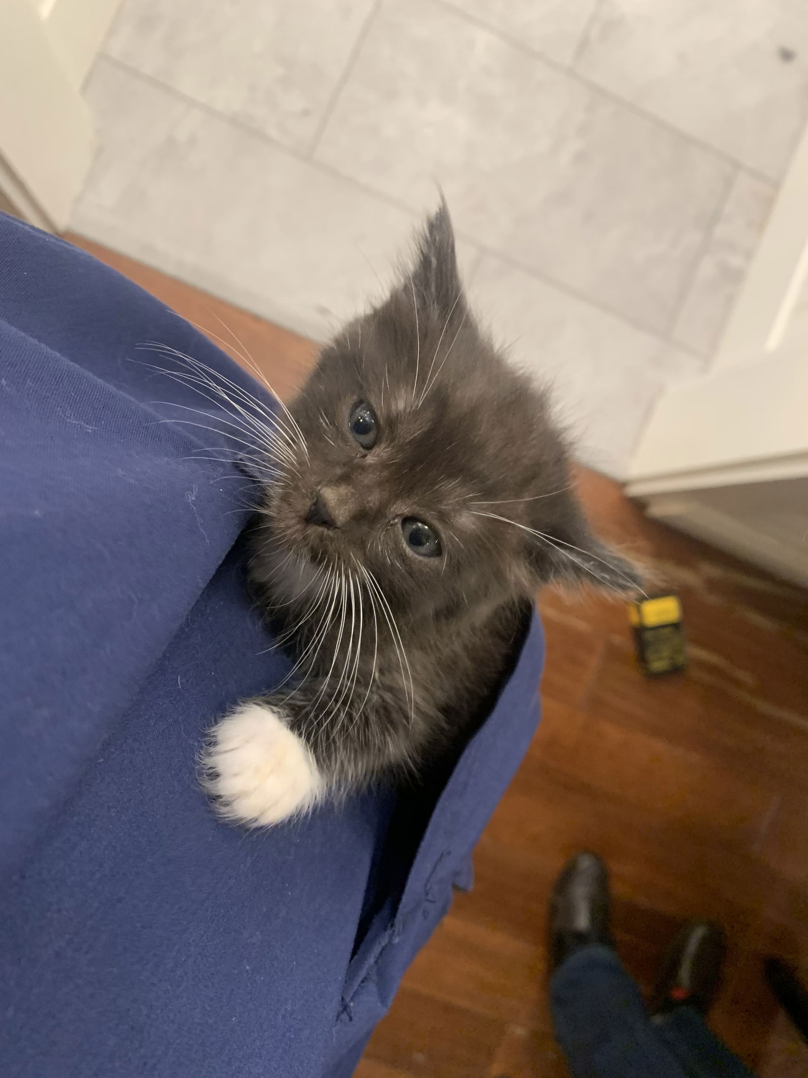 adoptable Cat in Santa Cruz, CA named Socks