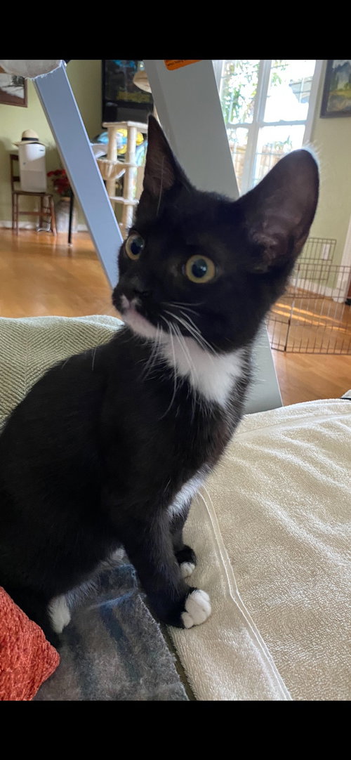 picture of the cat needing adoption