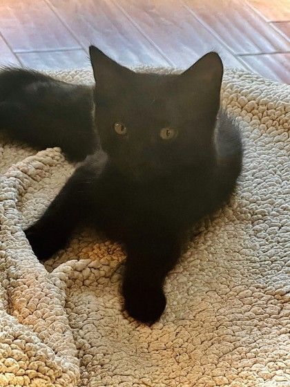 picture of the cat needing adoption