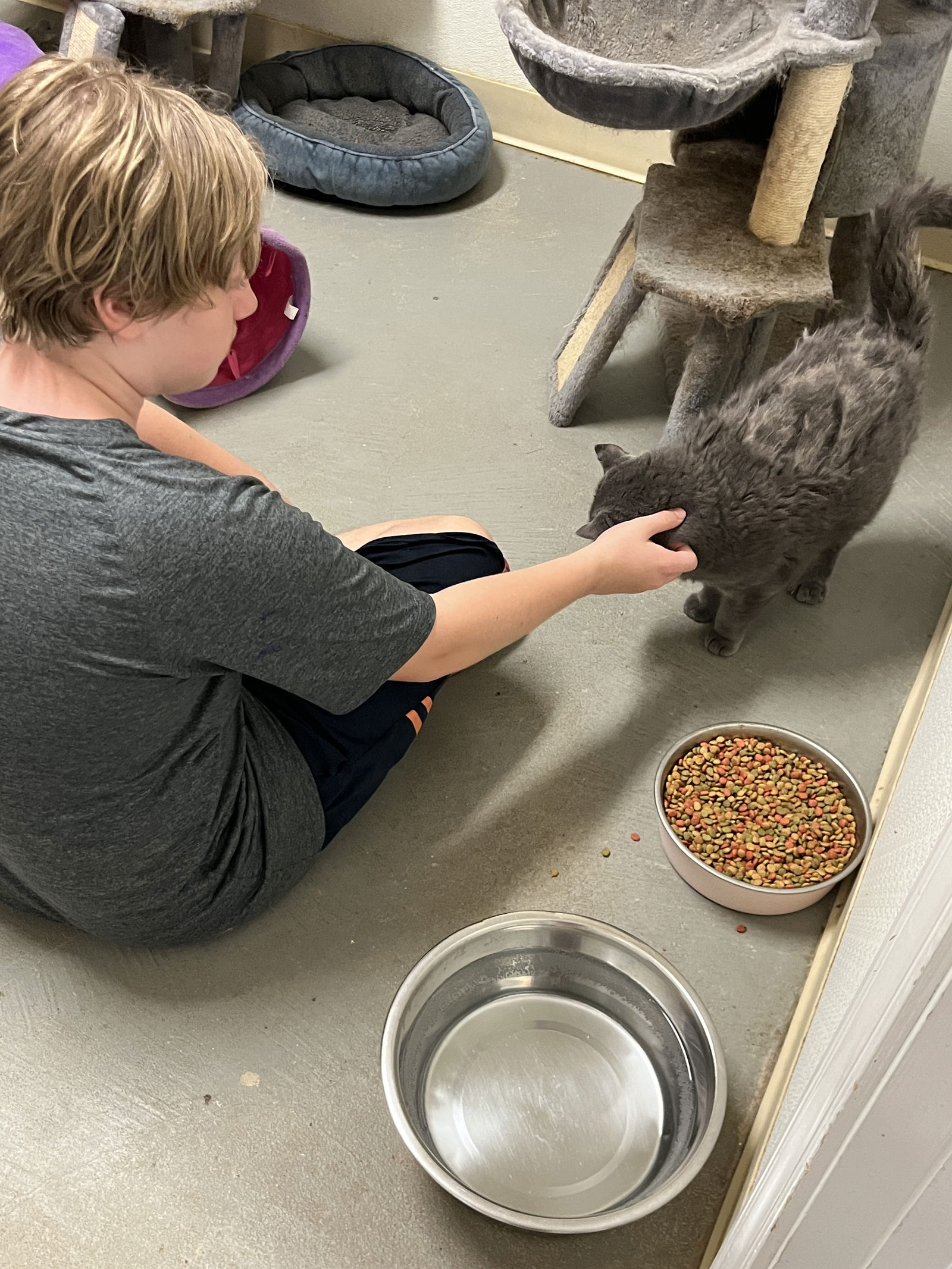 adoptable Cat in Huguenot, NY named Alejandro