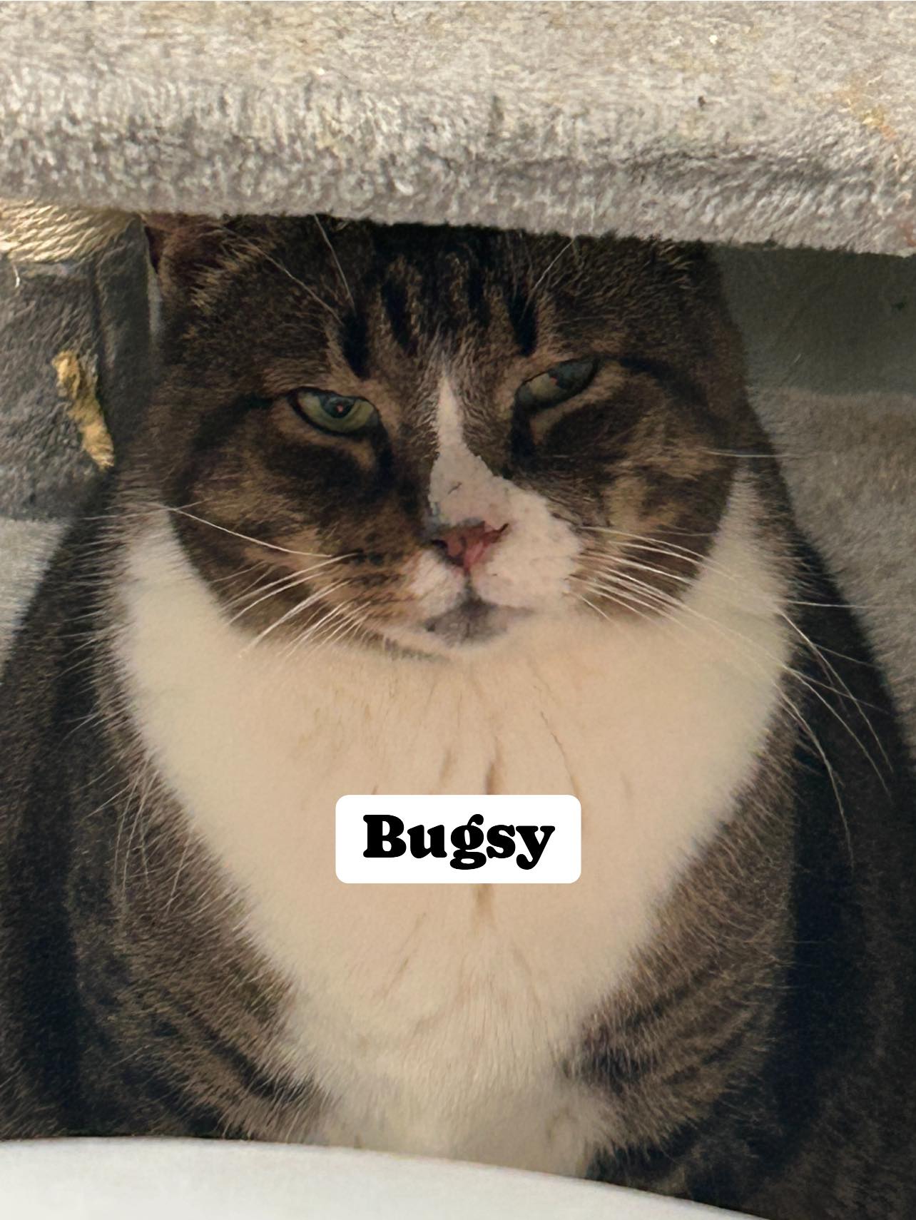 adoptable Cat in Huguenot, NY named Bugsy