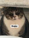 adoptable Cat in Huguenot, NY named Bugsy