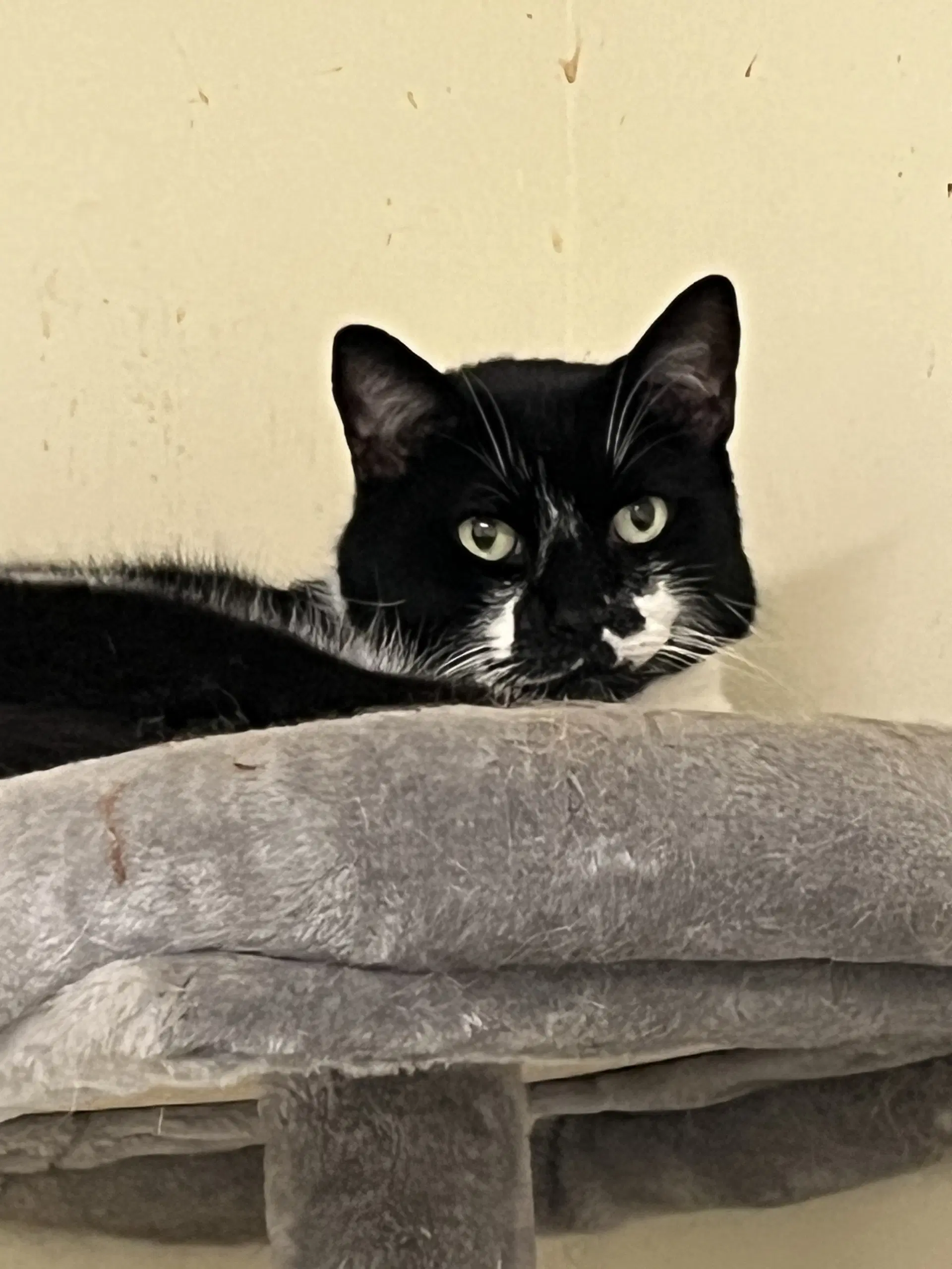 Cowie - Domestic Medium Hair