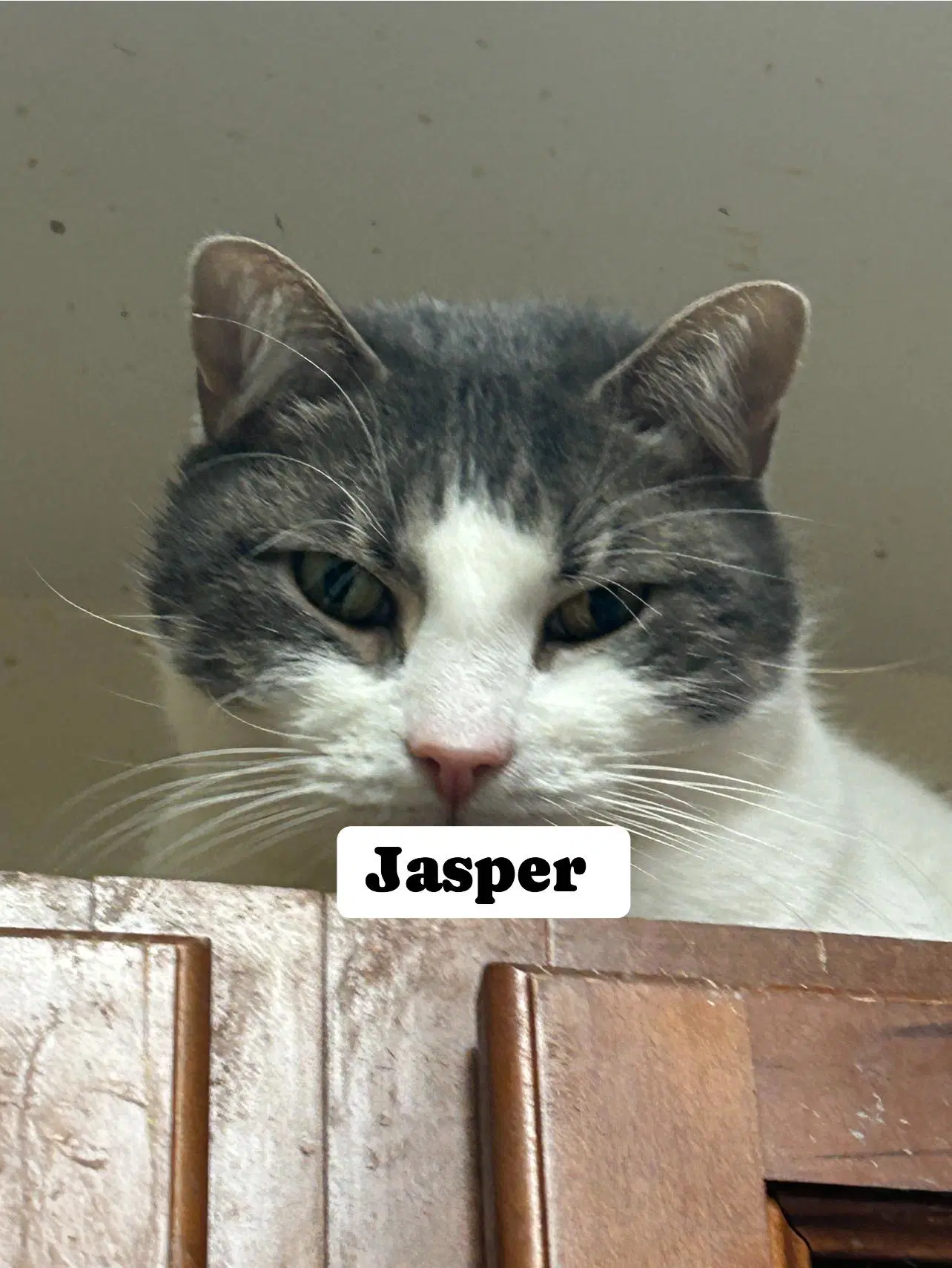 Jasper - Domestic Short Hair