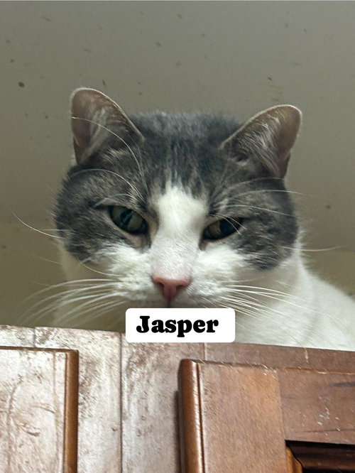 JASPER - Domestic Short Hair available for adoption