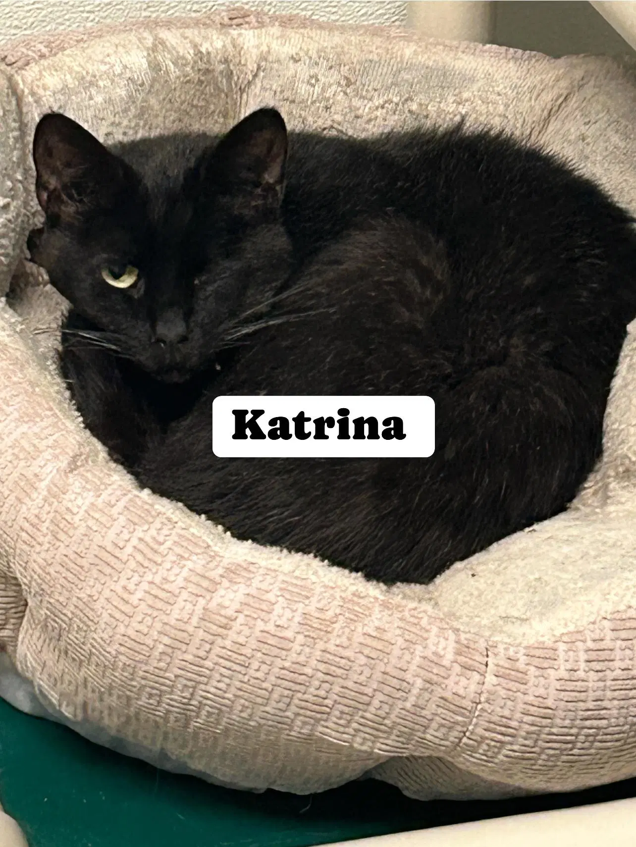 Katrina - Domestic Short Hair