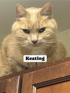 adoptable Cat in Huguenot, NY named Keating