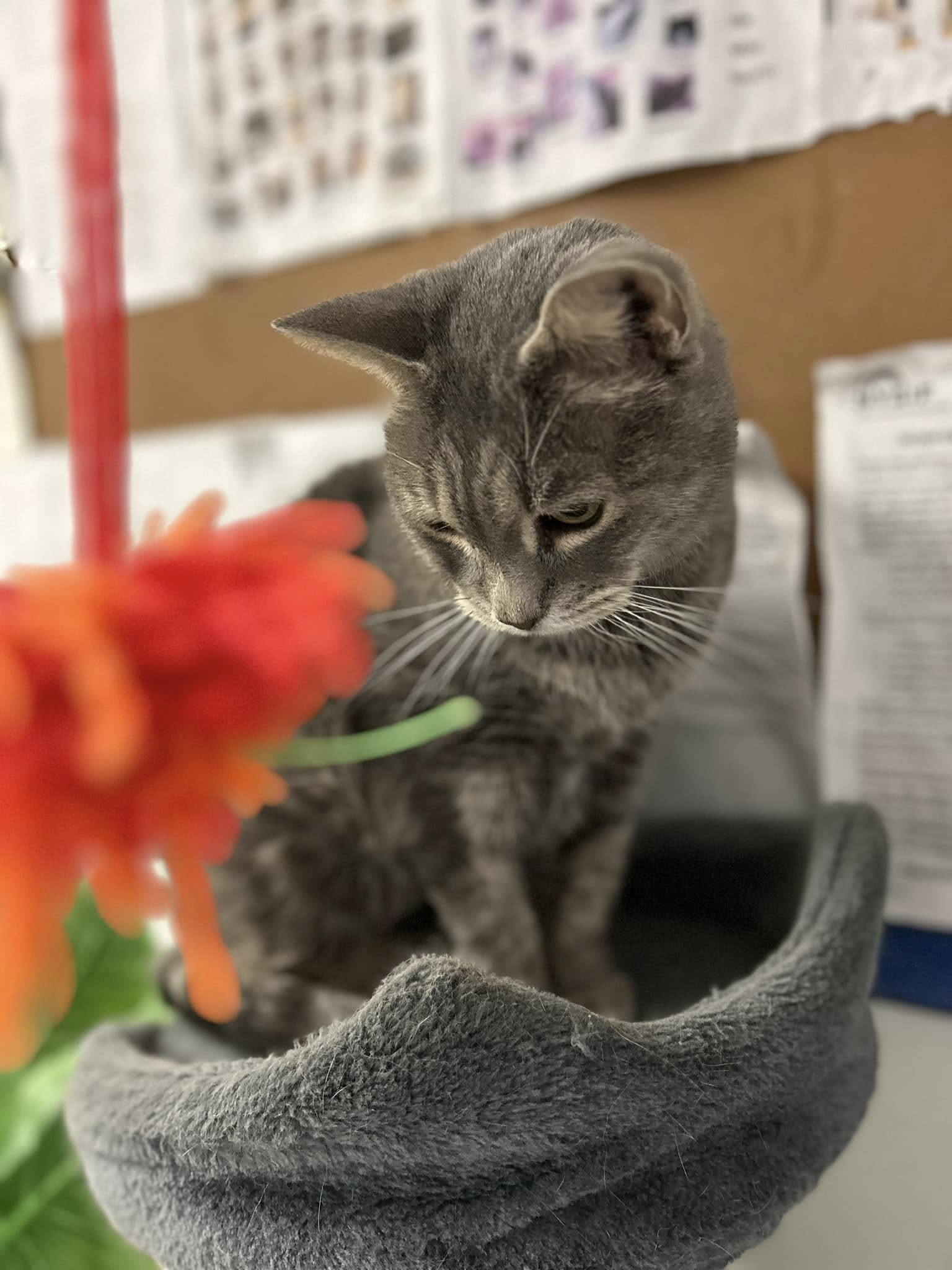 adoptable Cat in Huguenot, NY named mini