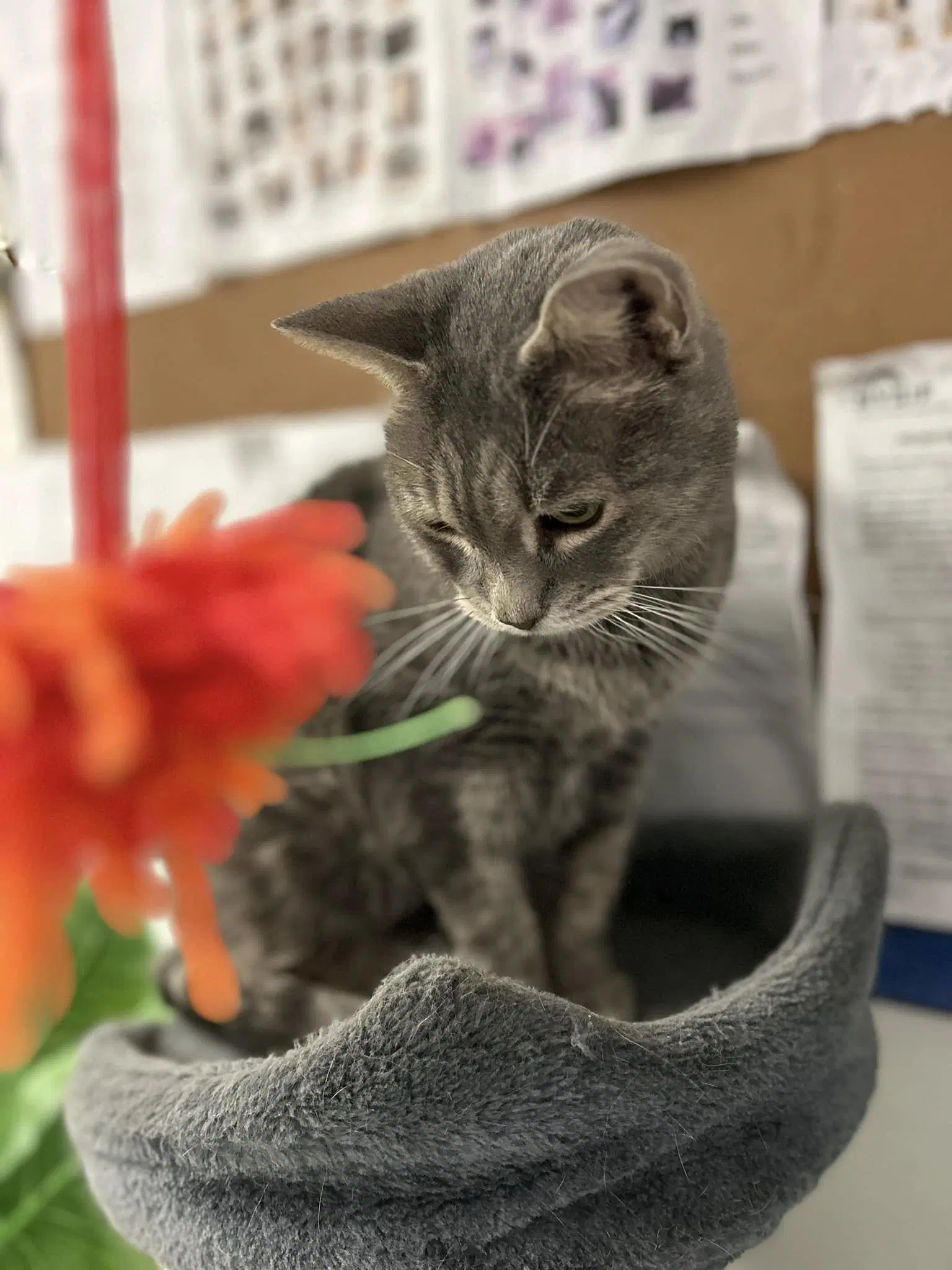 Mini - Tabby