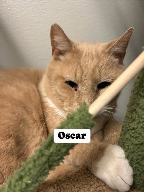 picture of the cat needing adoption