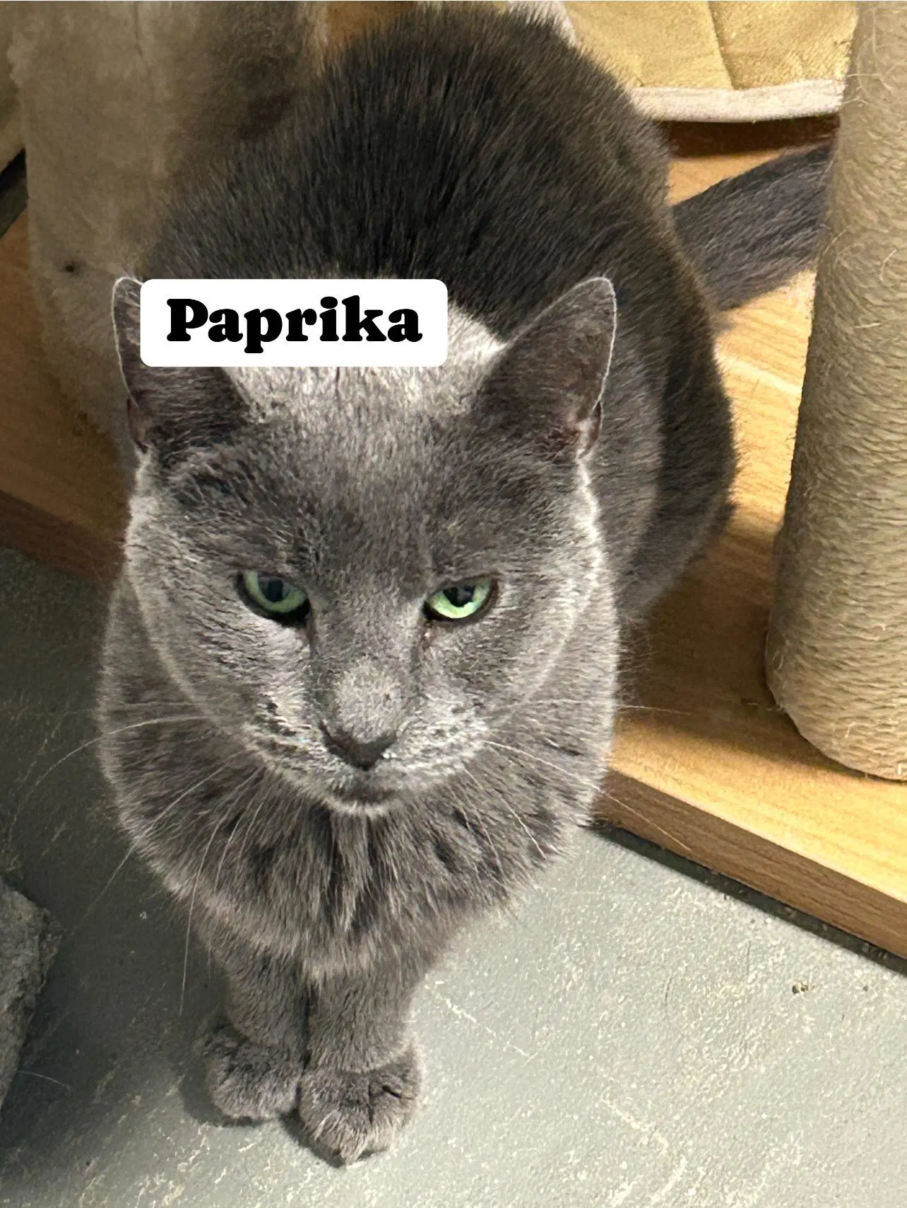Paprika - Domestic Short Hair