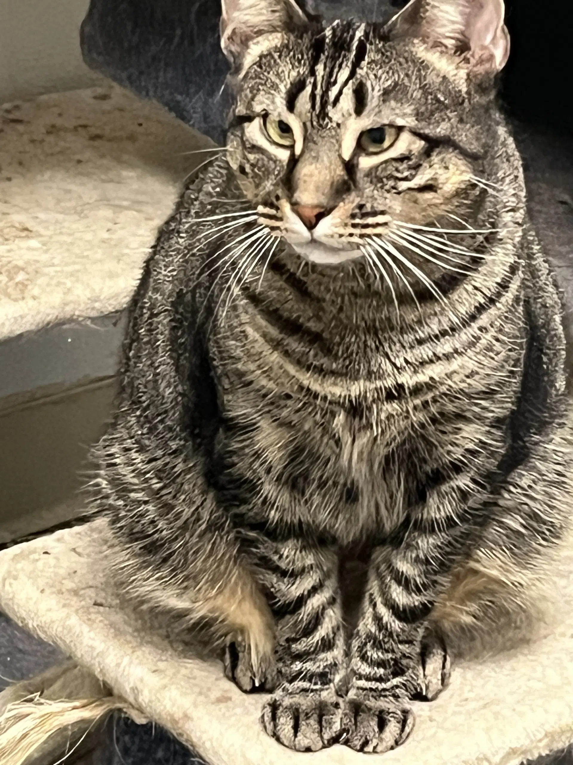 Reese - Domestic Short Hair
