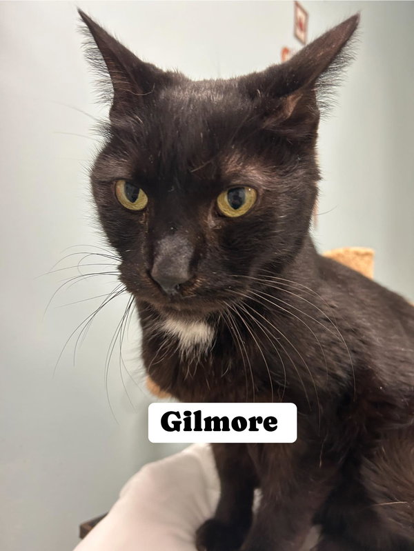 Gilmore