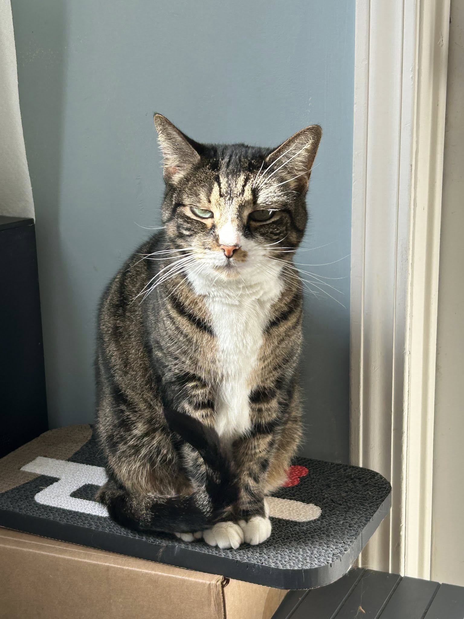 adoptable Cat in Huguenot, NY named Mia