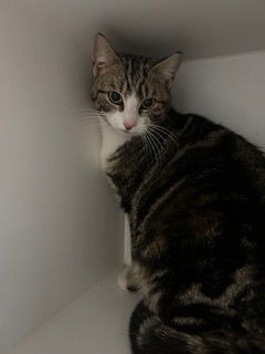 adoptable Cat in Huguenot, NY named Paisley