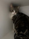 adoptable Cat in huguenot, NY named Paisley