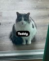adoptable Cat in  named Teddy