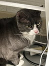 Kitty - Photo 1