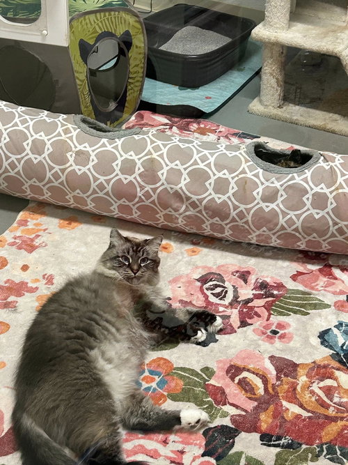 picture of the cat needing adoption