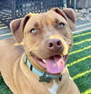 adoptable Dog in Citrus Heights, CA named Johnny