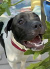 adoptable Dog in Citrus Heights, CA named Nick