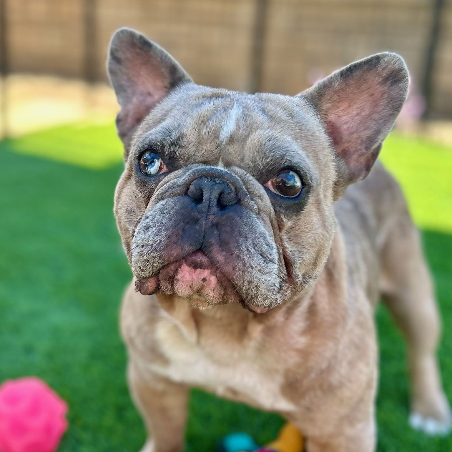 adoptable Dog in Citrus Heights, CA named Benny