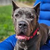 adoptable Dog in Citrus Heights, CA named Amira