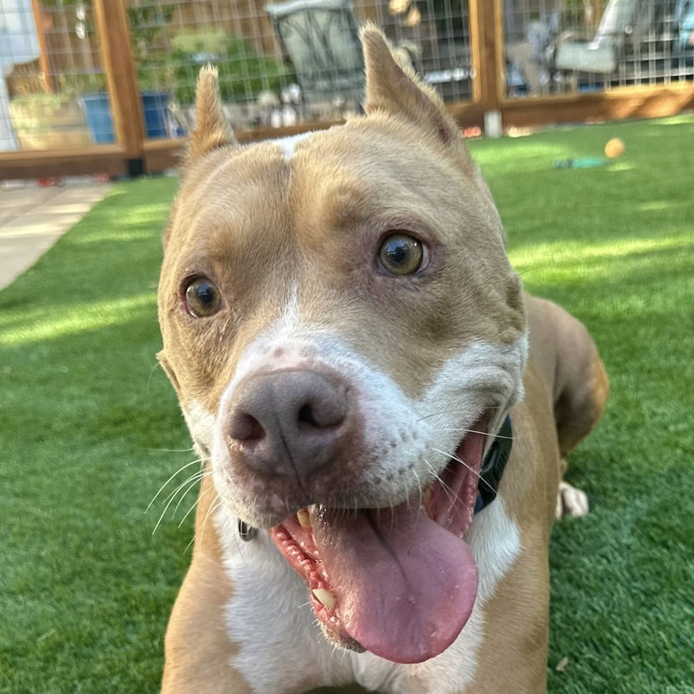 adoptable Dog in Citrus Heights, CA named Luciano