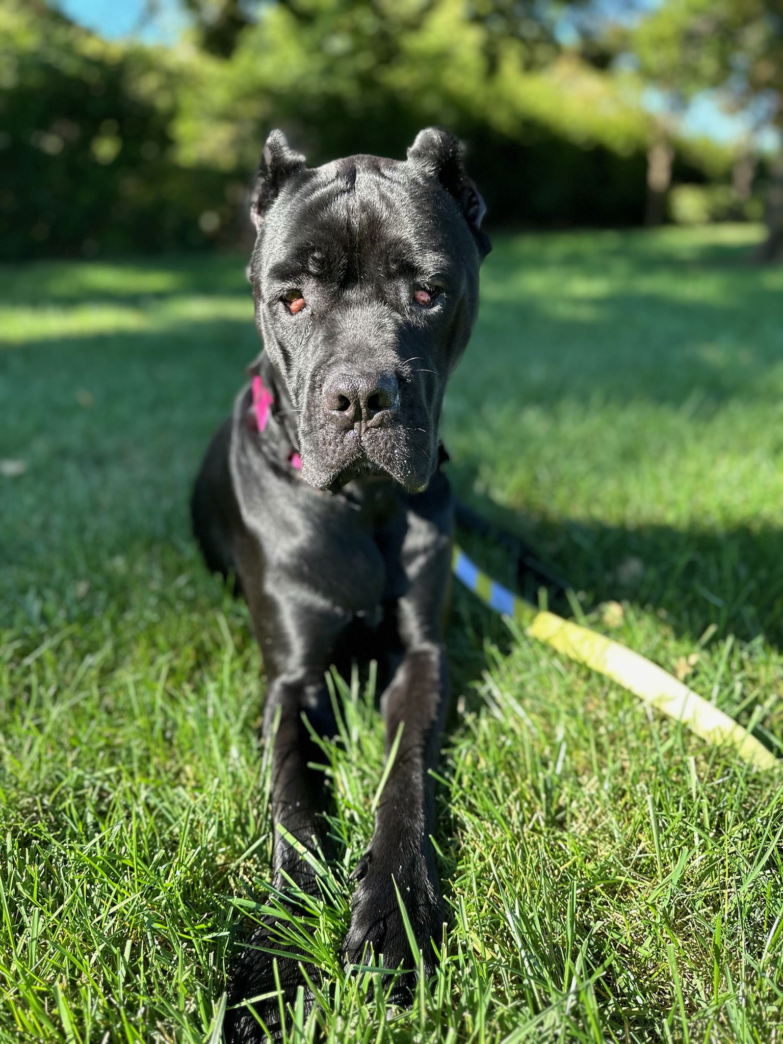 adoptable Dog in Citrus Heights, CA named Cleo