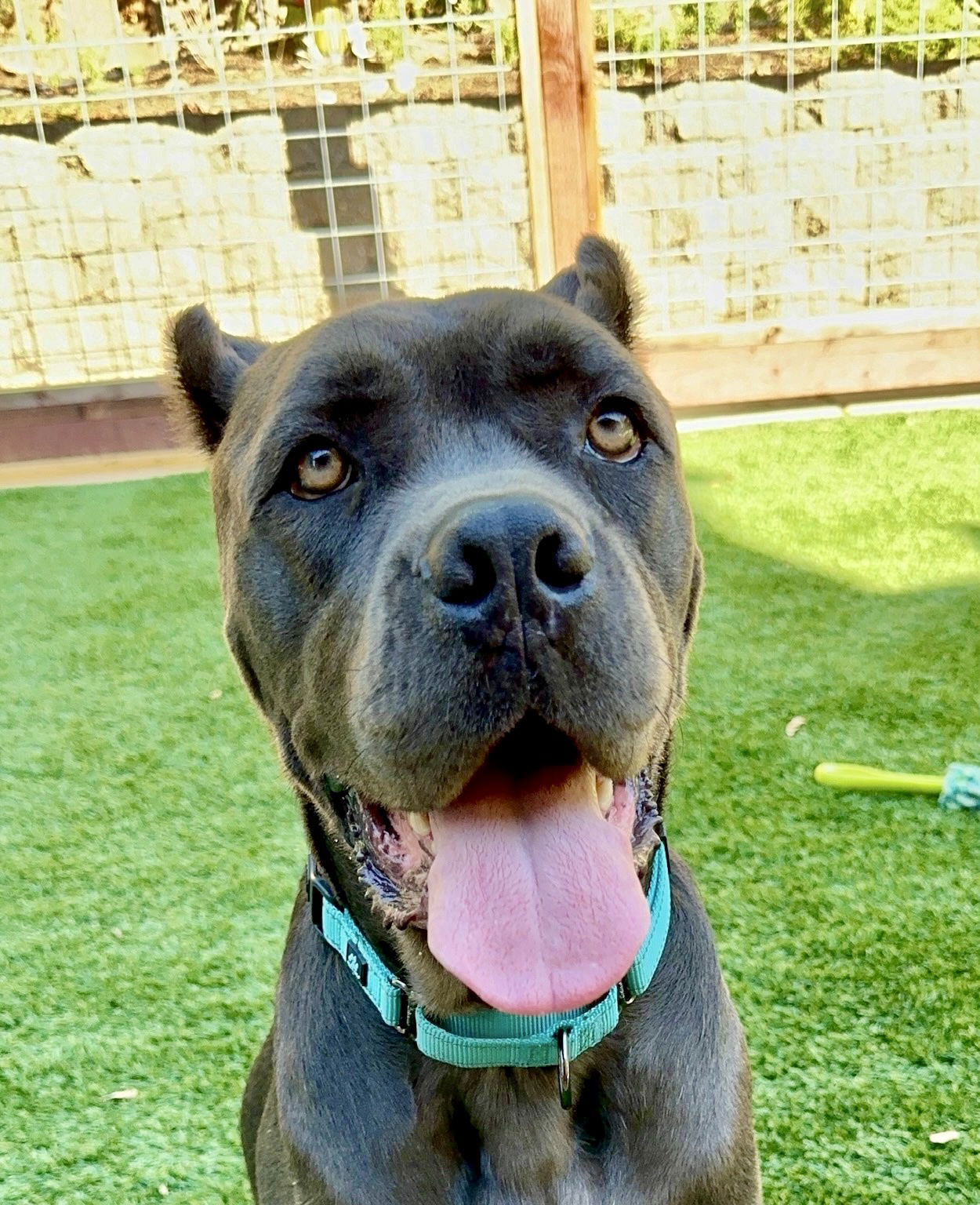 adoptable Dog in Citrus Heights, CA named Cairo