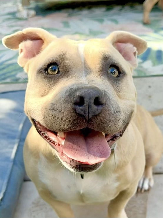 adoptable Dog in Citrus Heights, CA named Honey