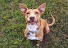 adoptable Dog in , SC named Annie