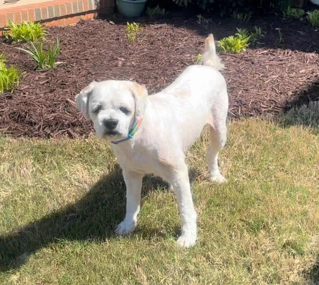 adoptable Dog in Greenville, SC named Buster