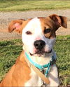 adoptable Dog in Greenville, SC named Jethro