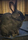 adoptable Rabbit in , IA named Sundae