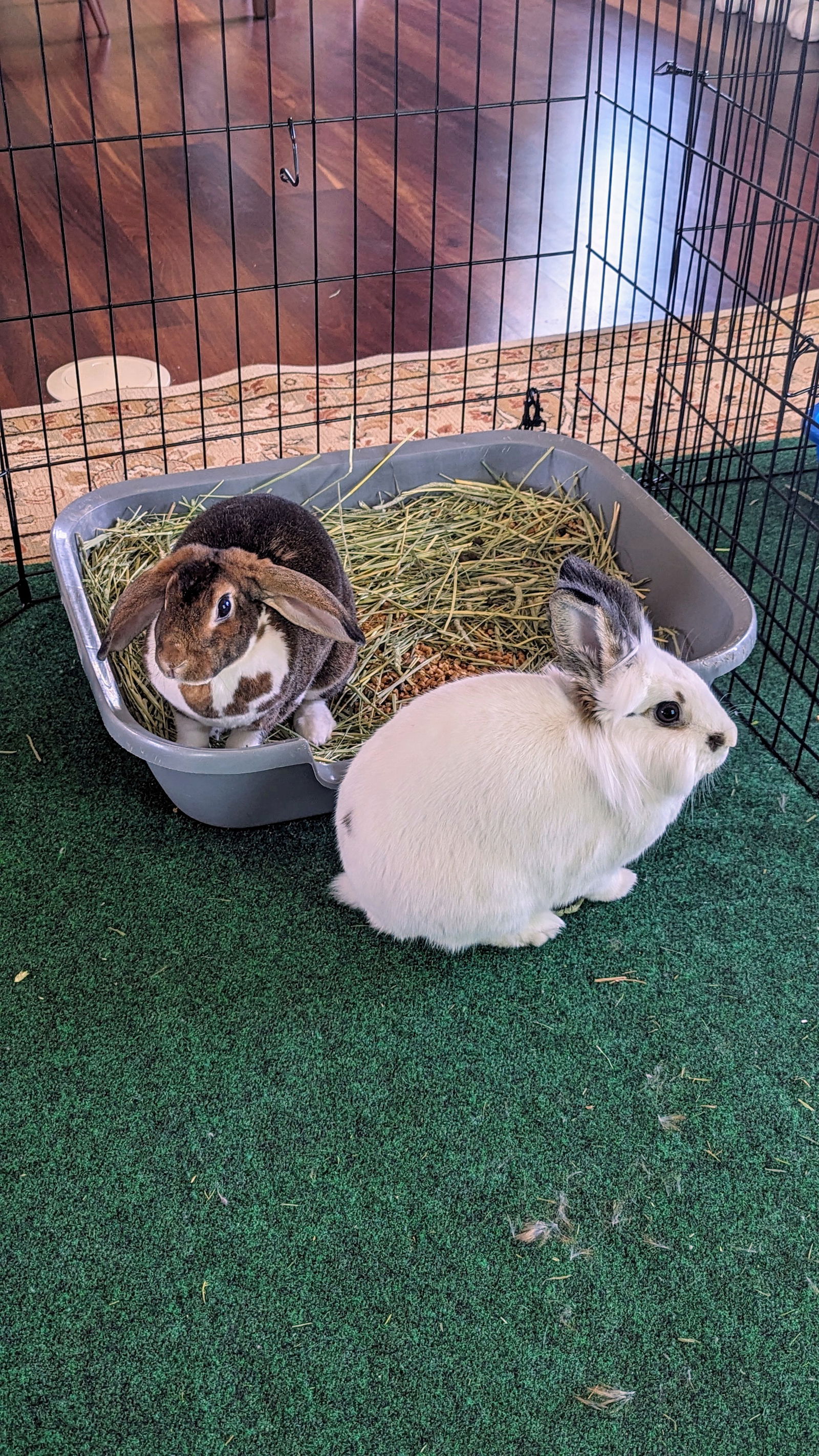 adoptable Rabbit in Coralville, IA named Melody and Cadence